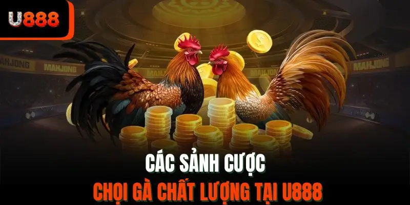 Các sảnh cược chọi gà chất lượng tại U888