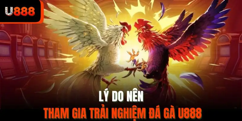 Lý do nên tham gia trải nghiệm đá gà U888